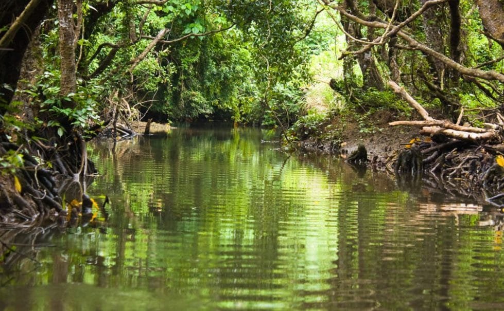 Lush green mangrove forest reflected in a calm river, showcasing vibrant foliage and intricate root systems along the water's edge.