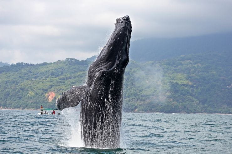 Ballena jorobada saltando fuera del agua, con fondo de montañas verdes y un grupo de personas en una pequeña embarcación. Este espectáculo natural resalta la belleza de la vida marina y el turismo de avistamiento de ballenas.